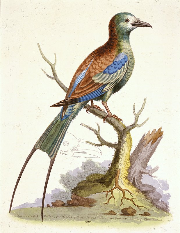The Swallow-Tailed Indian Roller, George Edwards, 1802–1805