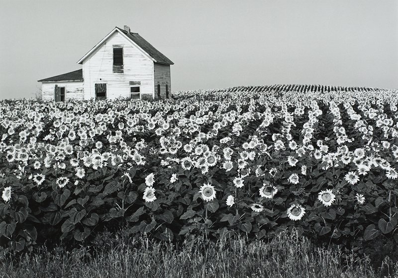 Untitled, Henry E. Gilpin, 1981