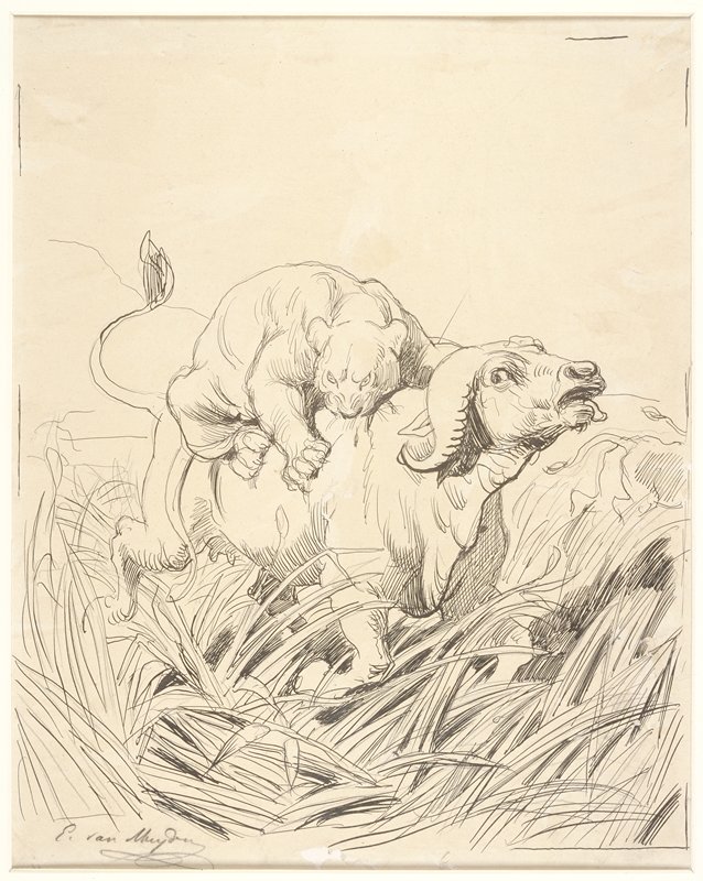 Lioness Attacking a Buffalo, Evert van Muyden, 19th century