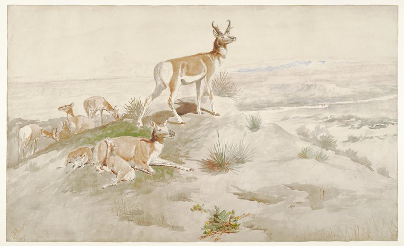 Pronghorn, Charles M. Russell, 1894