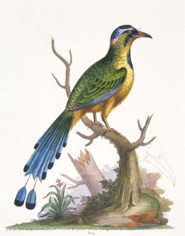 The Brazilian Saw-billed Roller, George Edwards, 1802–1805