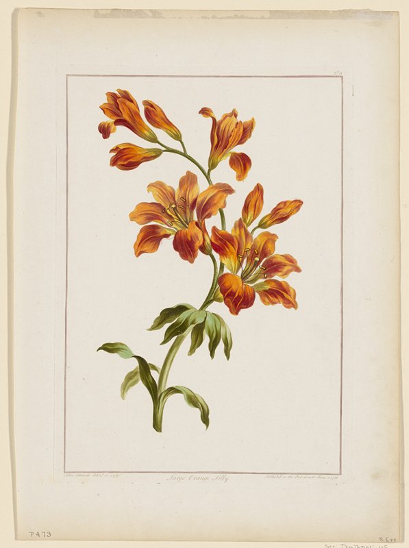 Large Orange Lily, No.13, John Edwards, June 14, 1786