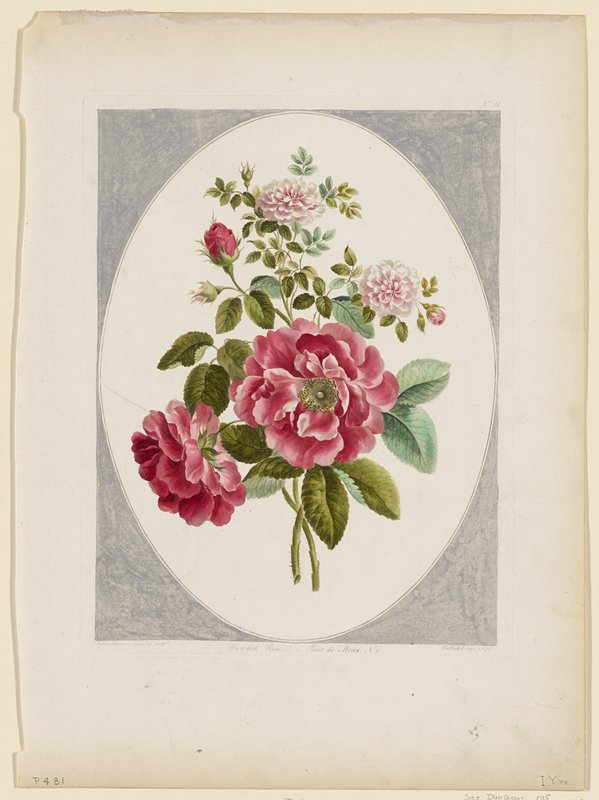 Flower Print No. 21: Damask Rose, No. 1; Rose de Meux, No. 2, John Edwards, September 1, 1787