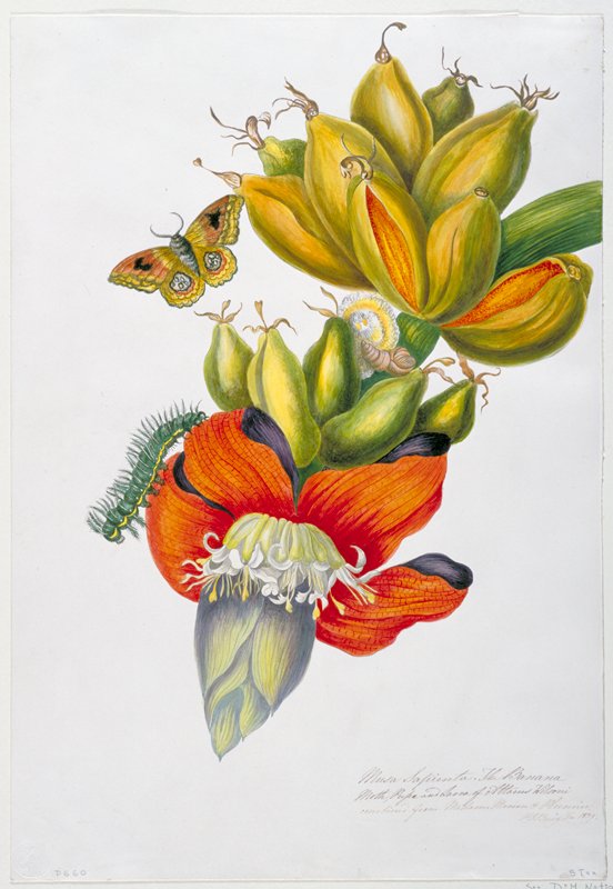Musa sapienta (The Banana Moth, Pupa and Larva of Attacus wilsoni), Priscilla Susan Bury, December 1839