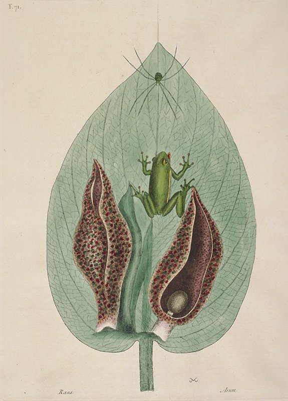 The Green Tree Frog, Mark Catesby, 1731–43