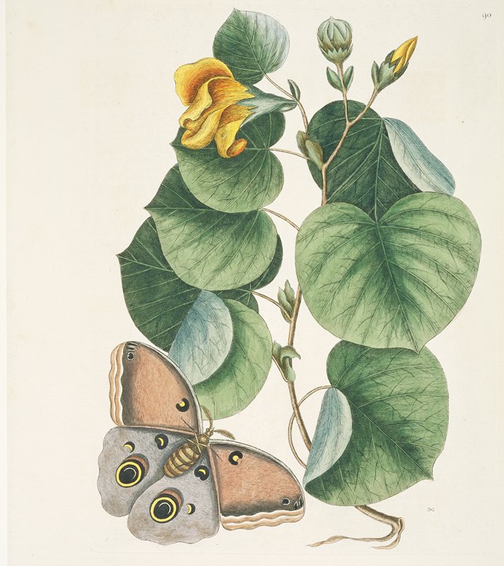 The Maho Tree.  Phalaena fusca, Mark Catesby, 1731–43
