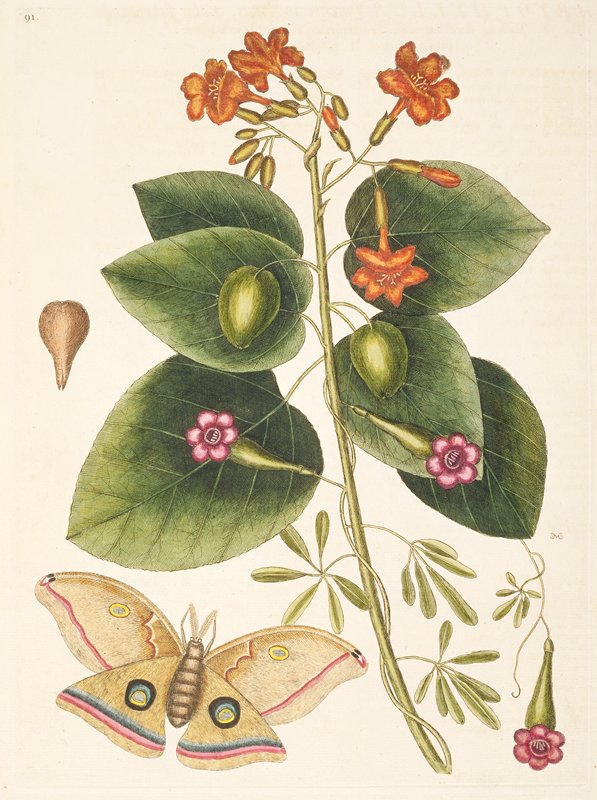 The Great Moth, Mark Catesby, 1731–43