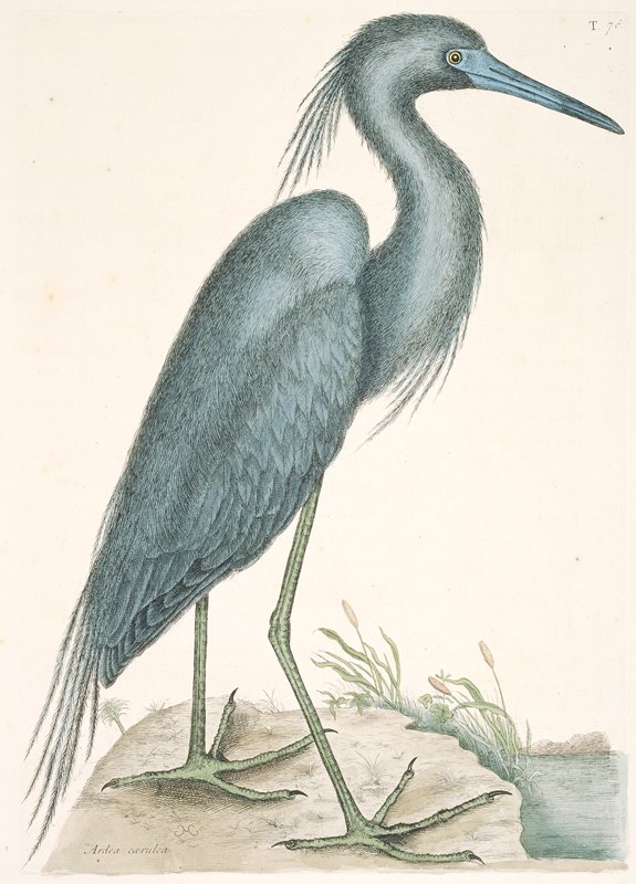 Blue Heron, Mark Catesby, 1731–43