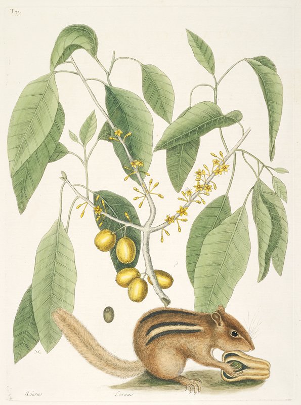 The Ground Squirrel, Mark Catesby, 1731–43