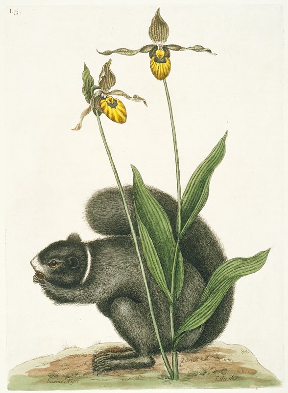 Black Squirrel, Mark Catesby, 1731–43