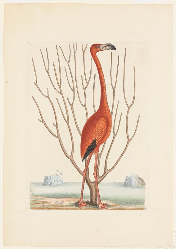 Flamingo, Mark Catesby, 1731–43