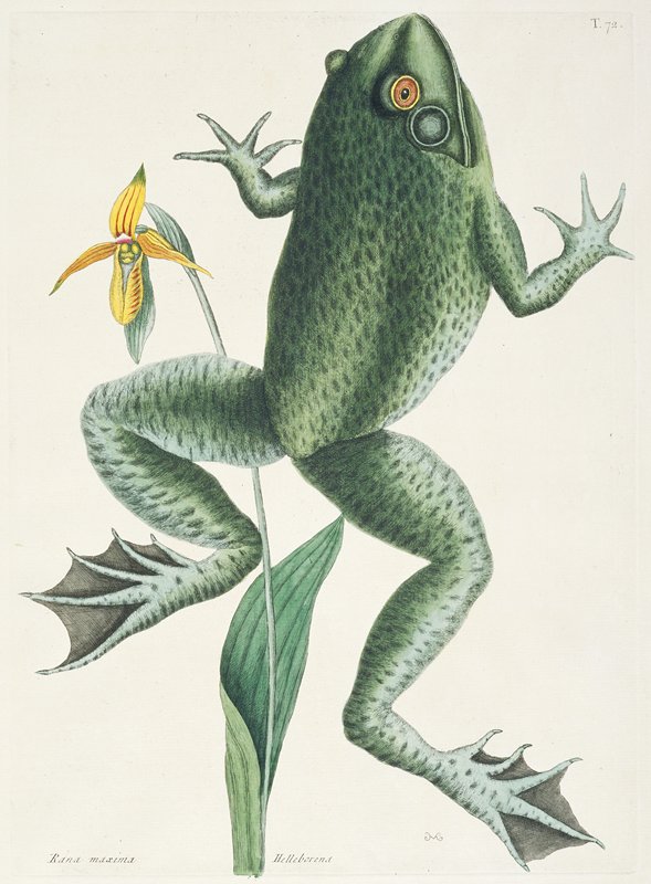 The Bull Frog, Mark Catesby, 1731–43
