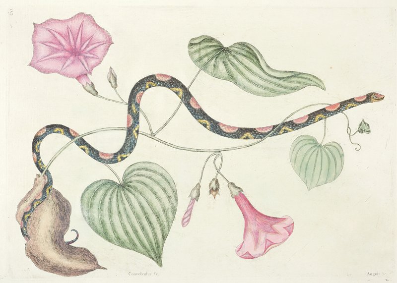 The Bead Snake, Mark Catesby, 1731–43