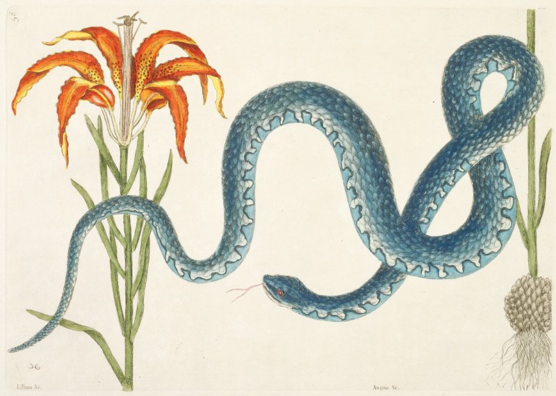 The Wampum Snake, Mark Catesby, 1731–43