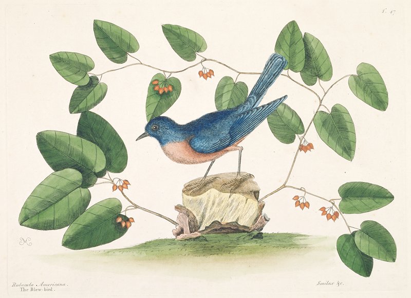 The Blew-Bird, Mark Catesby, 1731–43