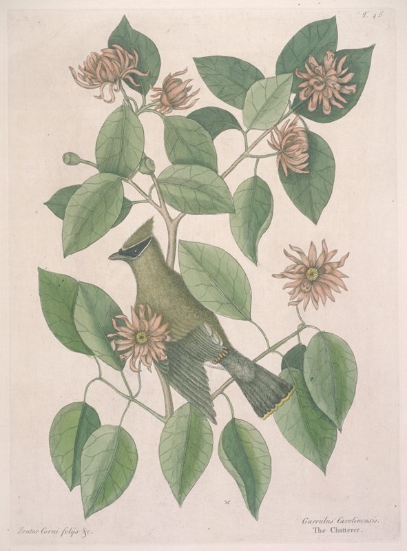 The Chatterer, Mark Catesby, 1731–43