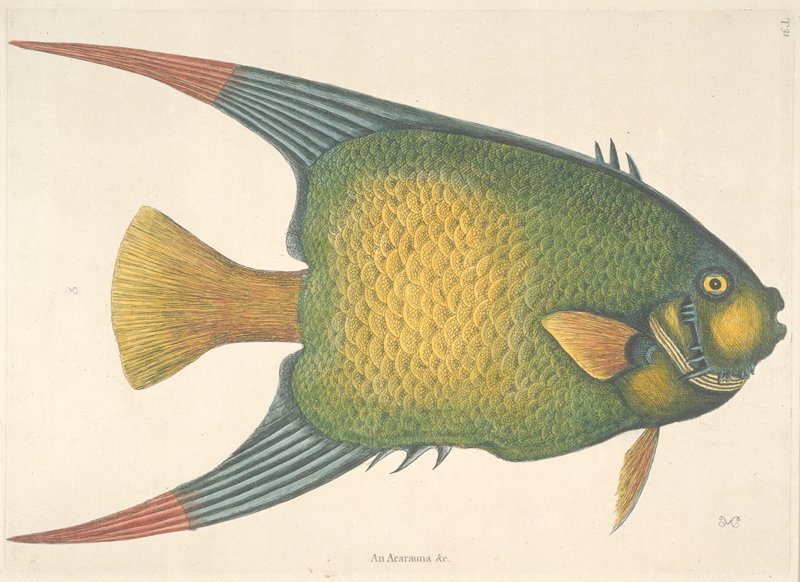 The Angel Fish, Mark Catesby, 1731–43