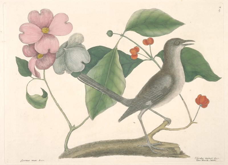 The Mock-Bird, Mark Catesby, 1731–43