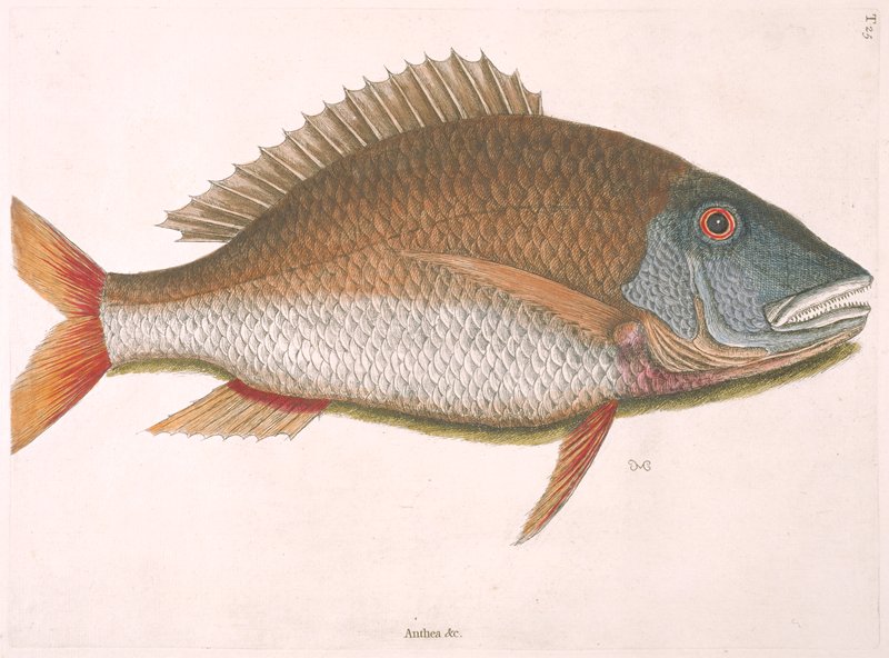 Anthea quartus rondeletii, Mark Catesby, 1731–43