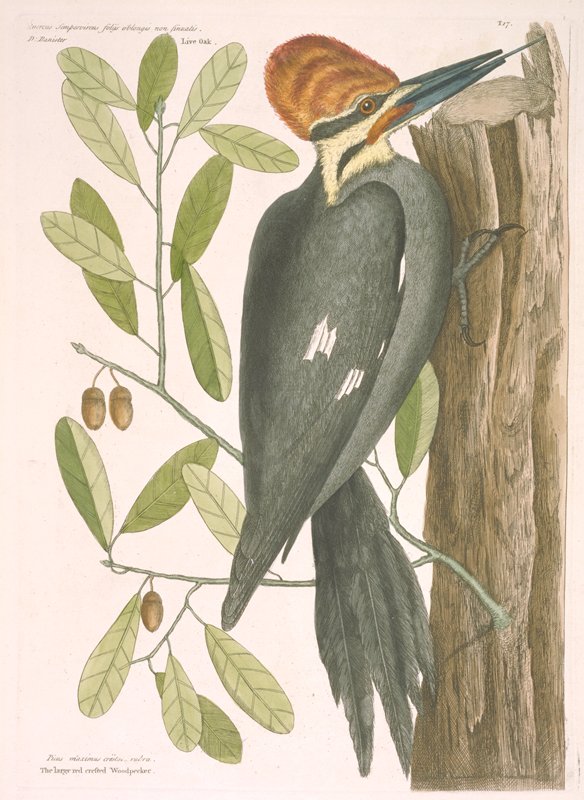 The Large Red-crested Woodpecker.  Live Oak, Mark Catesby, 1731–43