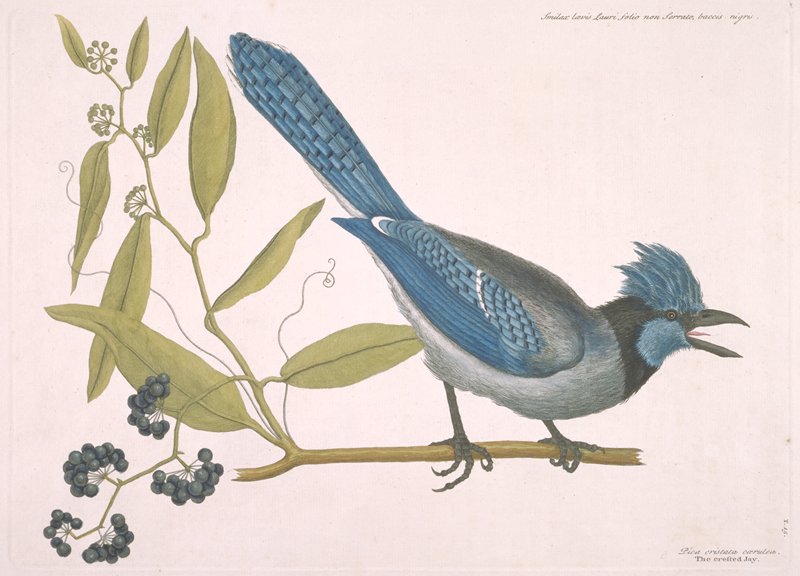 The Crested Jay, with Smilax, Mark Catesby, 1731–43