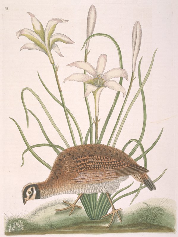 The American Partidge, Mark Catesby, 1731–43