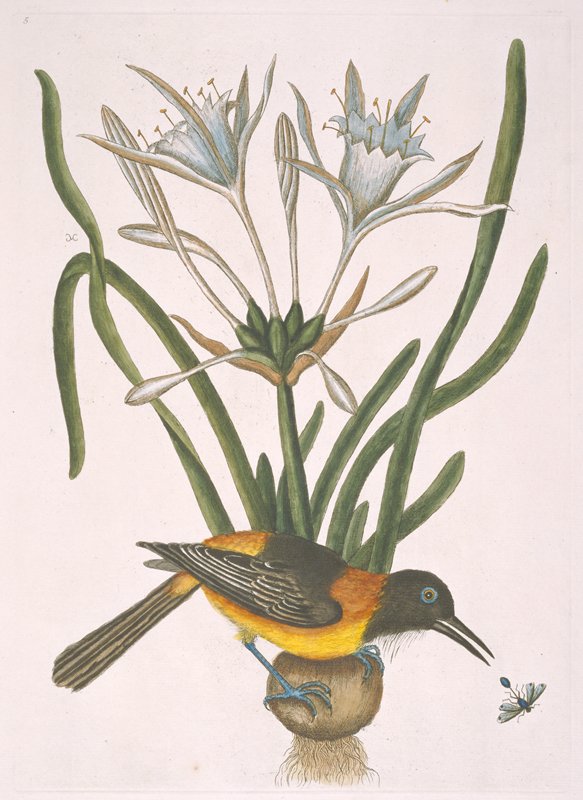 Yellow and Black Pye, Mark Catesby, 1771