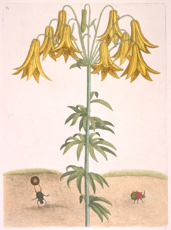 Yellow Lily and Scarab Beetles, Mark Catesby, 1731–43