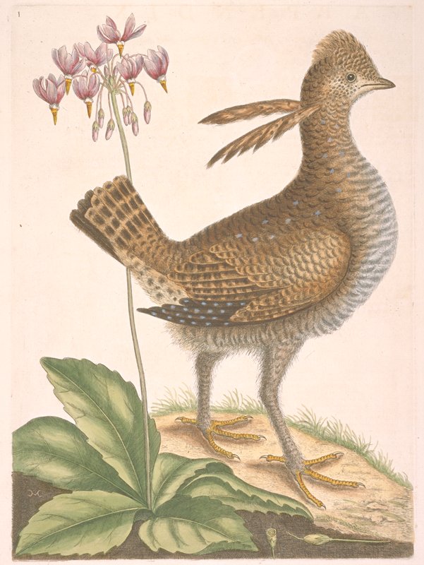 Woodcock, Mark Catesby, 1731–43