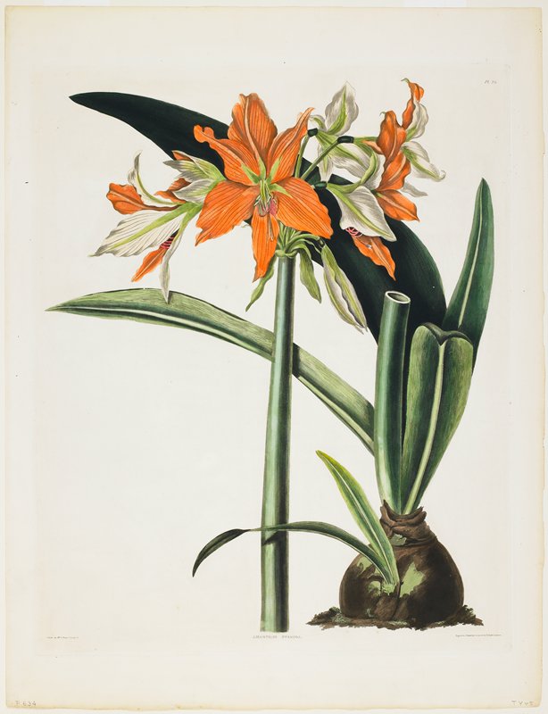 Amaryllis fulgida (Striped-tubed Amaryllis), Priscilla Susan Bury, 1831–34