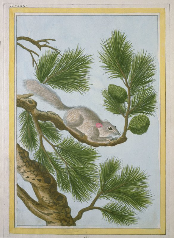 Le Pin de la Chine, Pierre-Joseph Buc'hoz, 1776