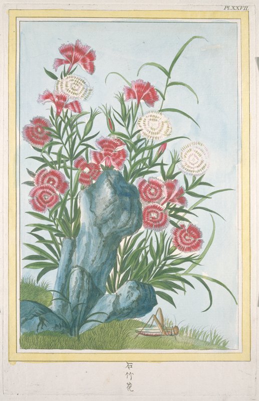 Les Oeillets de la Chine, Pierre-Joseph Buc'hoz, 1776