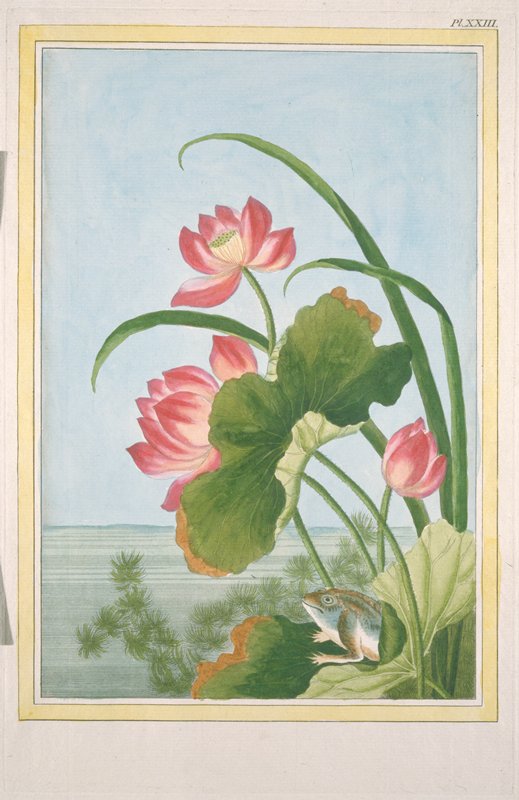 Le Nenuphar rouge de la Chine, Pierre-Joseph Buc'hoz, 1776