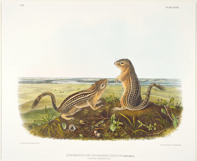 Leopard Spermophile, Male and Female, after John James Audubon, 1845–48