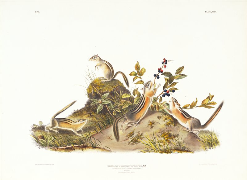 Four-striped Ground Squirrel, after John James Audubon, 1845–48