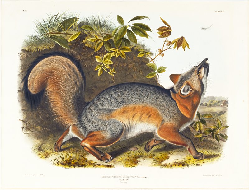 Grey Fox, after John James Audubon, 1845