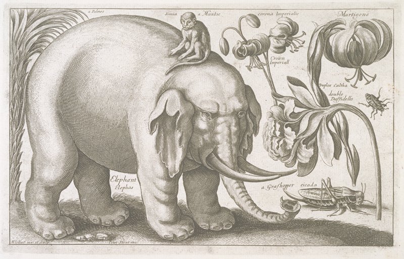 Elephant, Wenceslaus Hollar, 1663