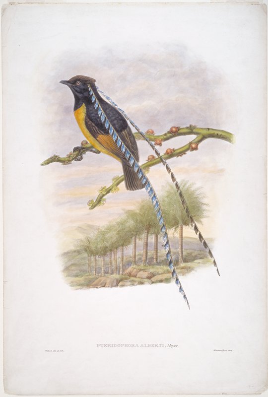 Plate ?, Vol. II.  Pteridophora Alberti, Meyer., William Matthew Hart, 1891–98