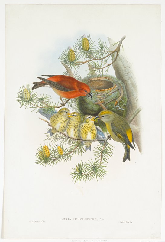 Plate 45, Vol. III.  Loxia Curvirostra, Linn., John Gould, 1862–73