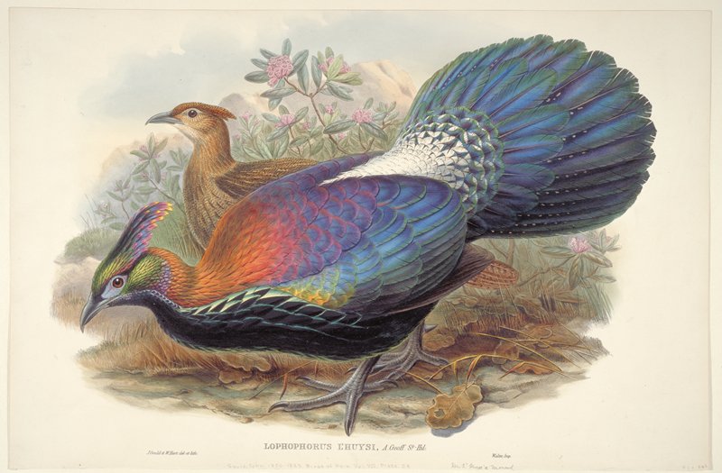 Plate 54, Vol. VII.  Lophophorus L'Huysi, A Geoff. St. Hil., John Gould, 1850–83