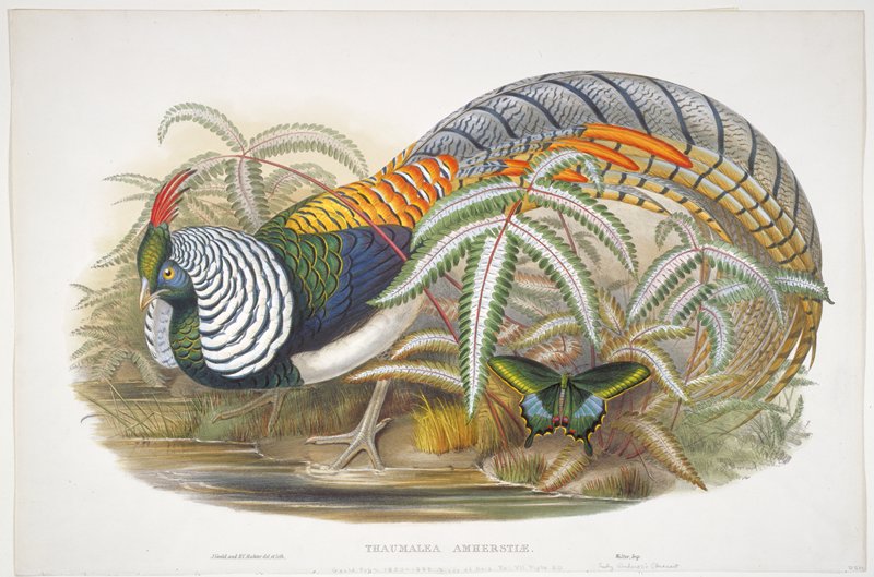 Plate 20, Vol. VII.  Thaumalea Amherstiae, John Gould, 1850–83