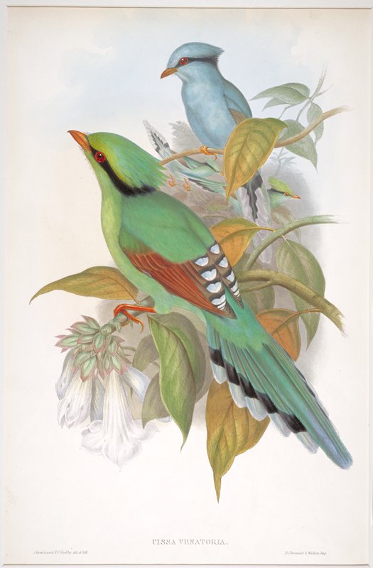 Plate 54, Vol. V.  Cissa Venatoria., John Gould, 1850–83