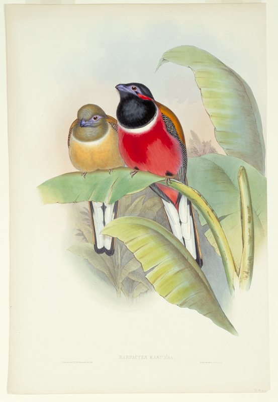 Plate 74, Vol. I.  Harpactes Kasumba., John Gould, 1850–83
