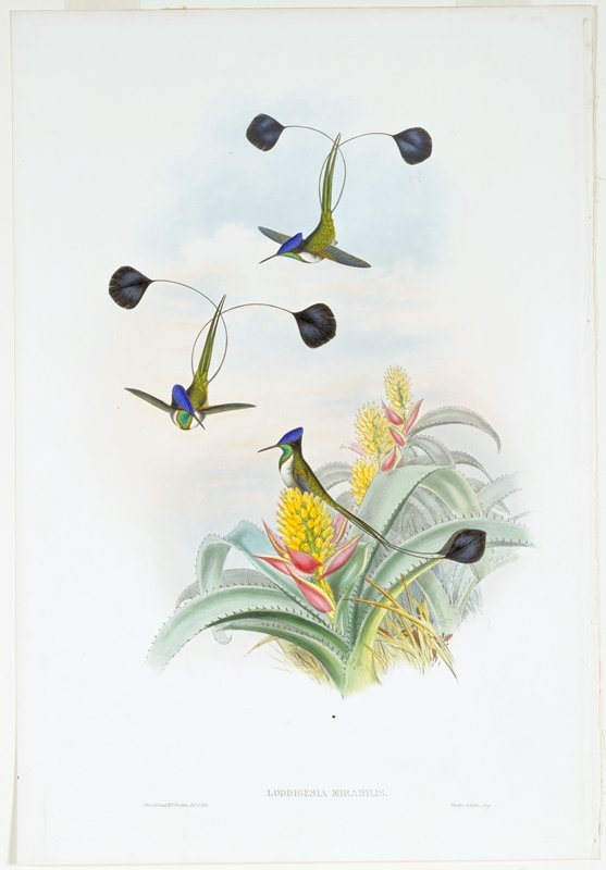 Plate 161, Vol. III.  Loddigesia Mirabilis, John Gould, 1849–87