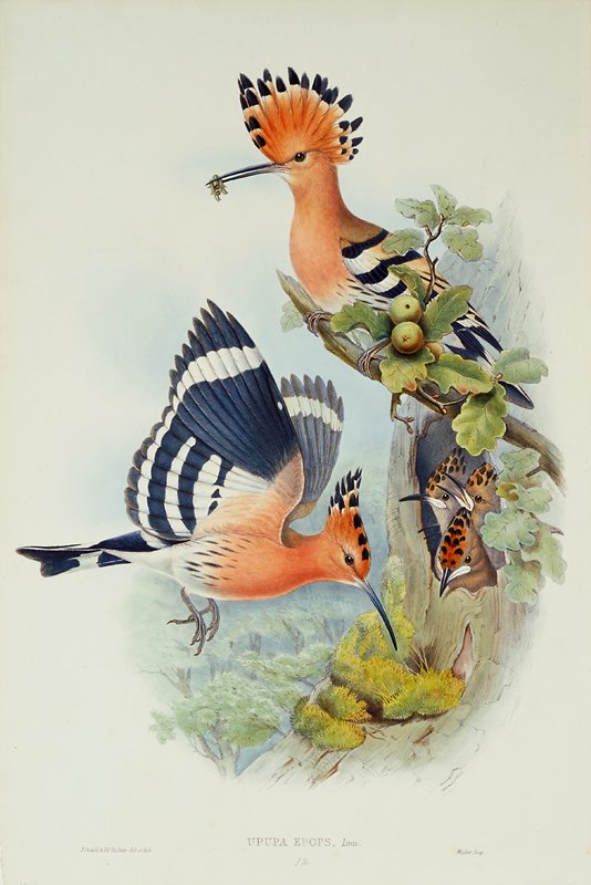 Plate 12, Vol. II.  Upupa Epops, Linn., John Gould, 1862–73