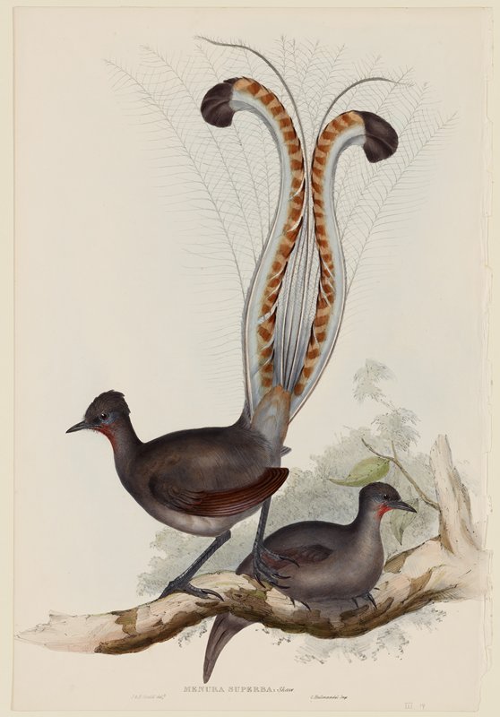 Menura Superba: Shaw (Lyrebird), John Gould, 1837–48