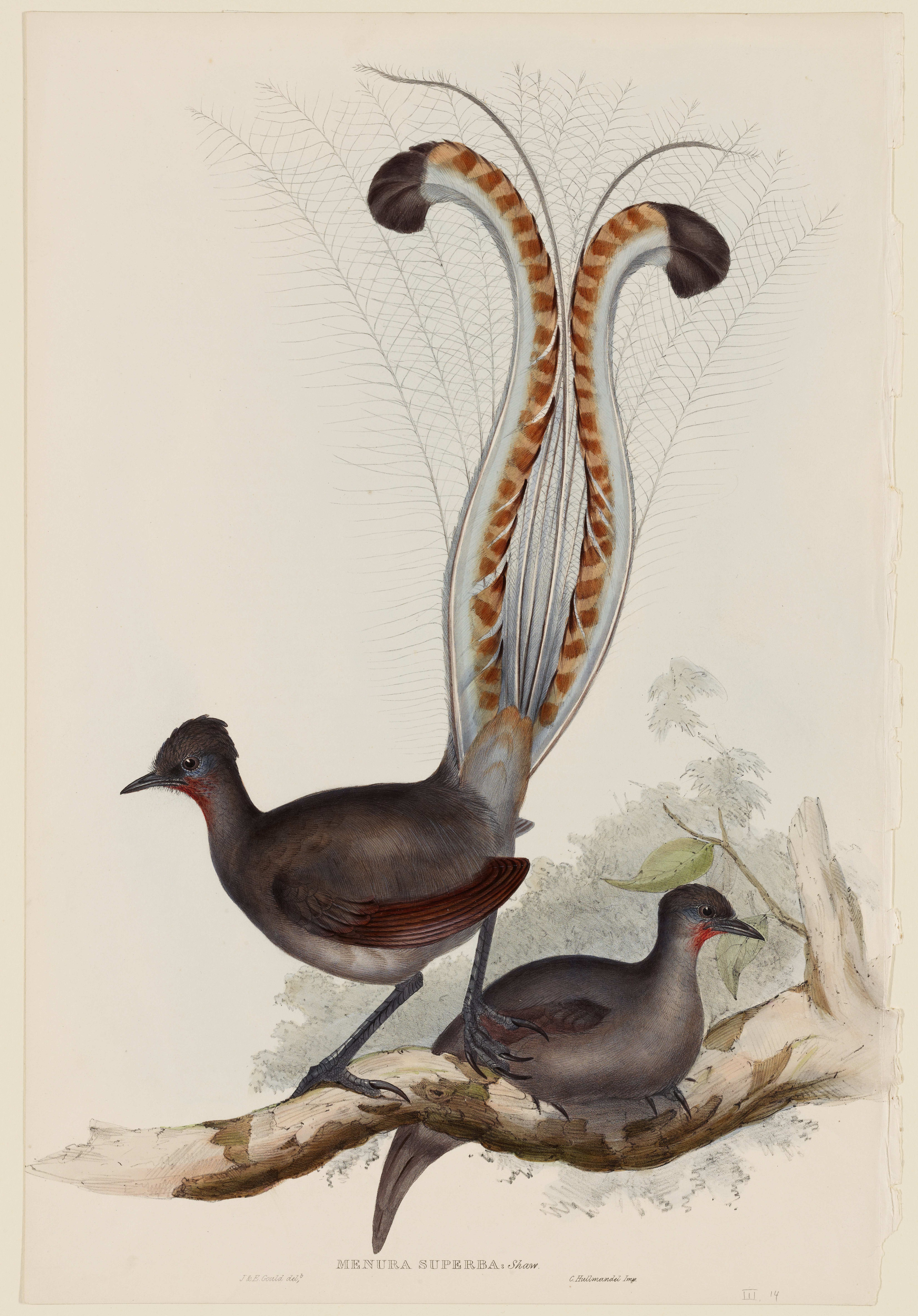 Menura Superba: Shaw (Lyrebird), John Gould; Elizabeth Gould