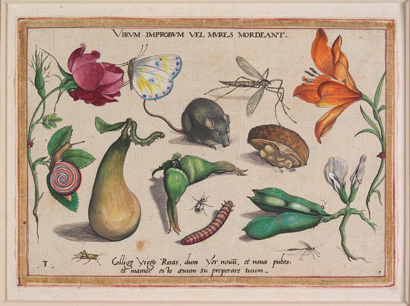 Virum Improbum vel Mures Mordeant, Jacob Hoefnagel, 1592