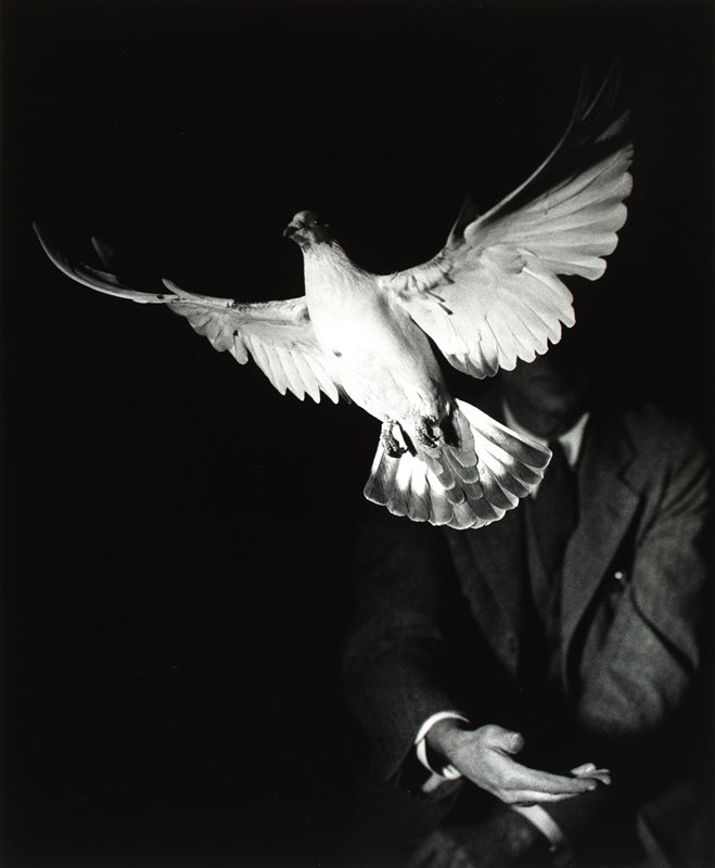 Rising Dove, Harold E. Edgerton, 1934