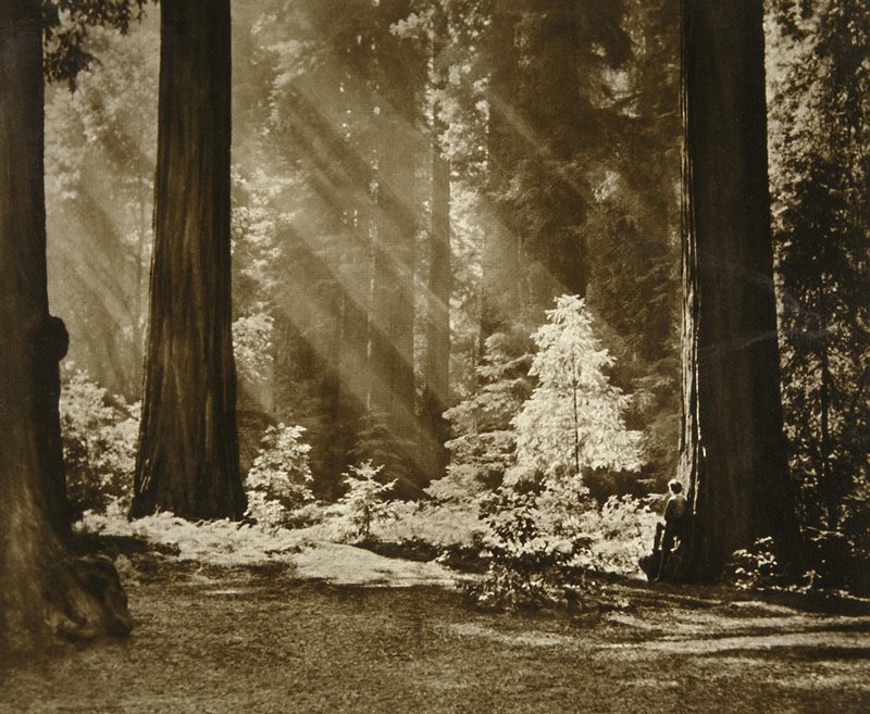 Redwood Solitude, Adolf Fassbender, 1965